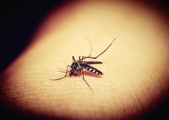 Curbing the spread of Dengue