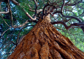 Monitoring the health of trees with supercomputer-enabled deep learning tools